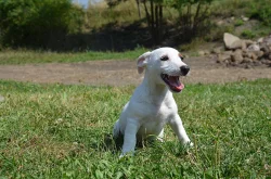 jack russell terier