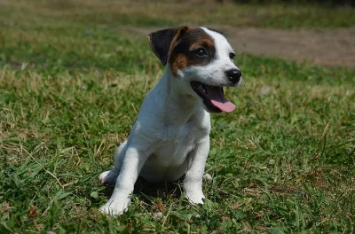 jack russell terier