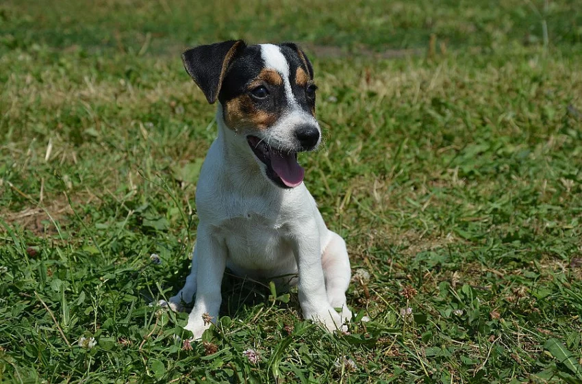 jack russell terier