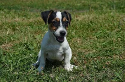 jack russell terier