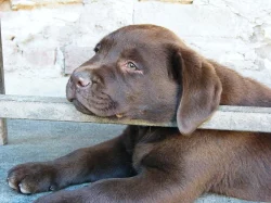 Pejsek hnědý LABRADOR RETRIEVER