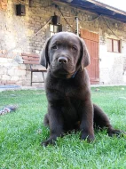 Pejsek hnědý LABRADOR RETRIEVER