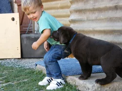 Pejsek hnědý LABRADOR RETRIEVER
