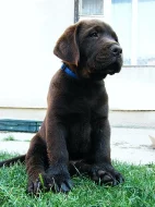 Pejsek hnědý LABRADOR RETRIEVER