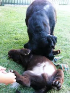 Pejsek hnědý LABRADOR RETRIEVER