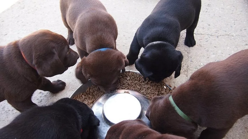 Pejsek hnědý LABRADOR RETRIEVER