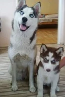 Sibiřský Husky