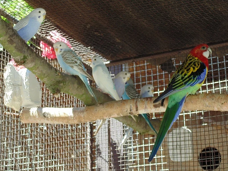 andulky, korely, rozely