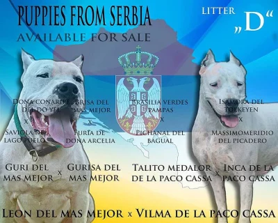 Argentinská doga - štěňata s PP