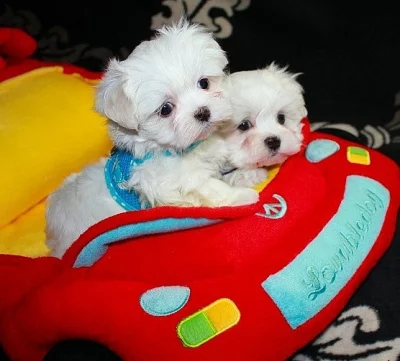 maltezacci mini vzrustu-poslední