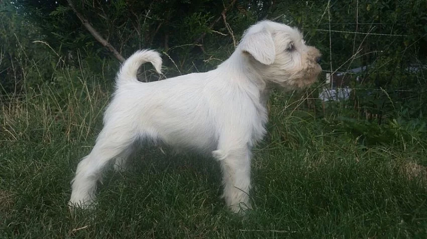 Malý bílý knírač