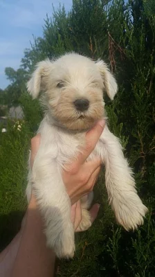 Malý bílý knírač