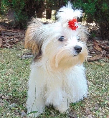 Biewer yorkshire terrier - fenečka s PP