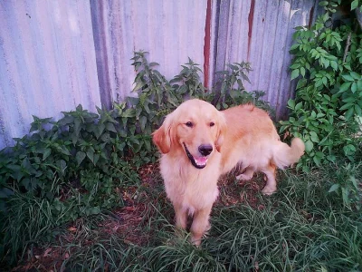 Prodám Zlatý retrívr