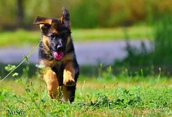 Prodám štěňata NO s PP