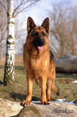 Prodám štěňata NO s PP