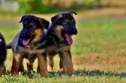 Prodám štěňata NO s PP
