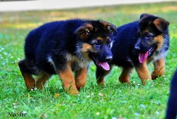 Prodám štěňata NO s PP