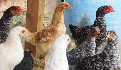 kuřice v počínající snášce od nás přímo do Vašeho kurníku