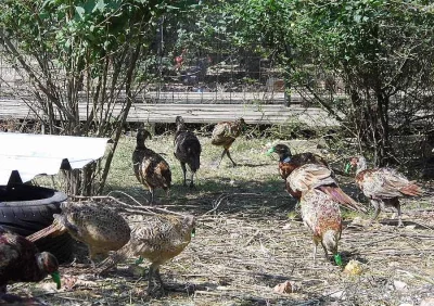 bažant obojkový dvou a čtyřměsíční, polodivoký chov