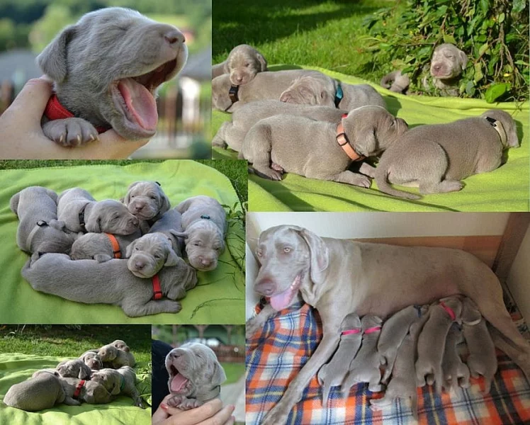 Výmarský ohař  štěňátka s PP