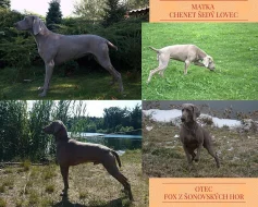 Výmarský ohař  štěňátka s PP