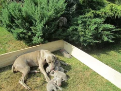 Výmarský ohař  štěňátka s PP