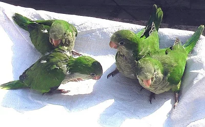 Prodám ručně dokrmená mláďata mníška šedého