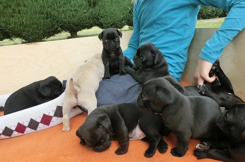Mops štěňata na prodej