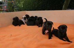 Mops štěňata na prodej