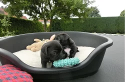 Mops štěňata na prodej