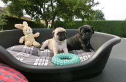 Mops štěňata na prodej
