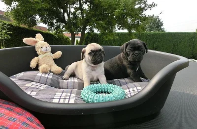 Mops štěňata na prodej