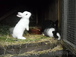 Prodám krásné zakrslé králíčky