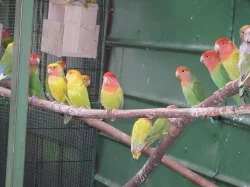 agapornis roseicollis