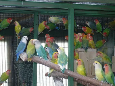 agapornis roseicollis