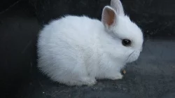 Prodám zakrslé králičky