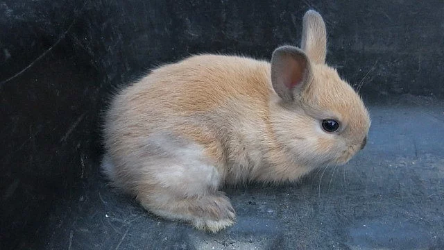Prodám zakrslé králičky