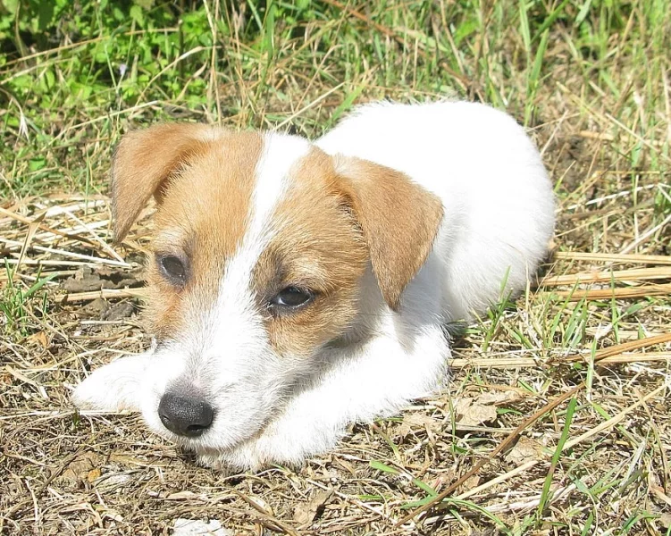 Jack Russell bez PP