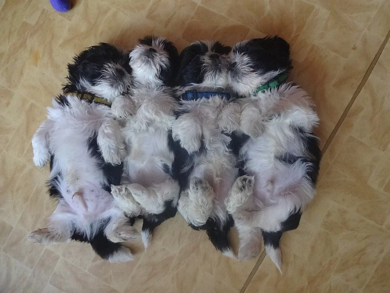 Prodám Shih-tzu