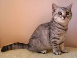 Britská kočička s PP