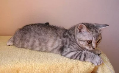 Britská kočička s PP