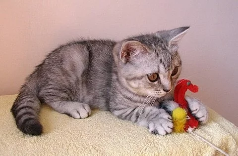 Britská kočička s PP