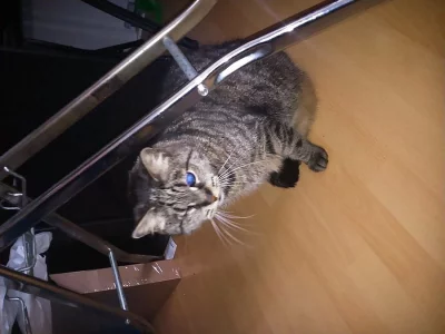 Nabízím kočku a slepého kocourka