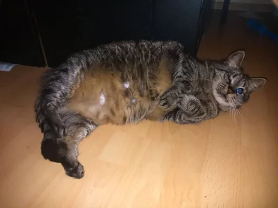 Nabízím kočku a slepého kocourka