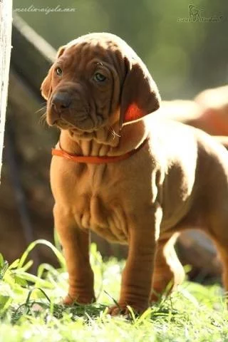 Štěňata maďarského ohaře s PP