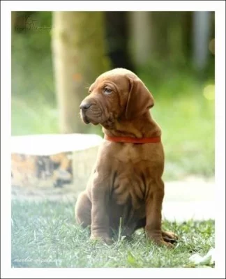 Štěňata maďarského ohaře s PP