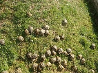 Želva Zelenavá, Žlutohnědá, Vroubená