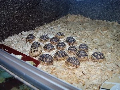 Želva Zelenavá, Žlutohnědá, Vroubená