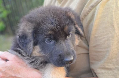 Prodám krásná štěňata německý ovčák